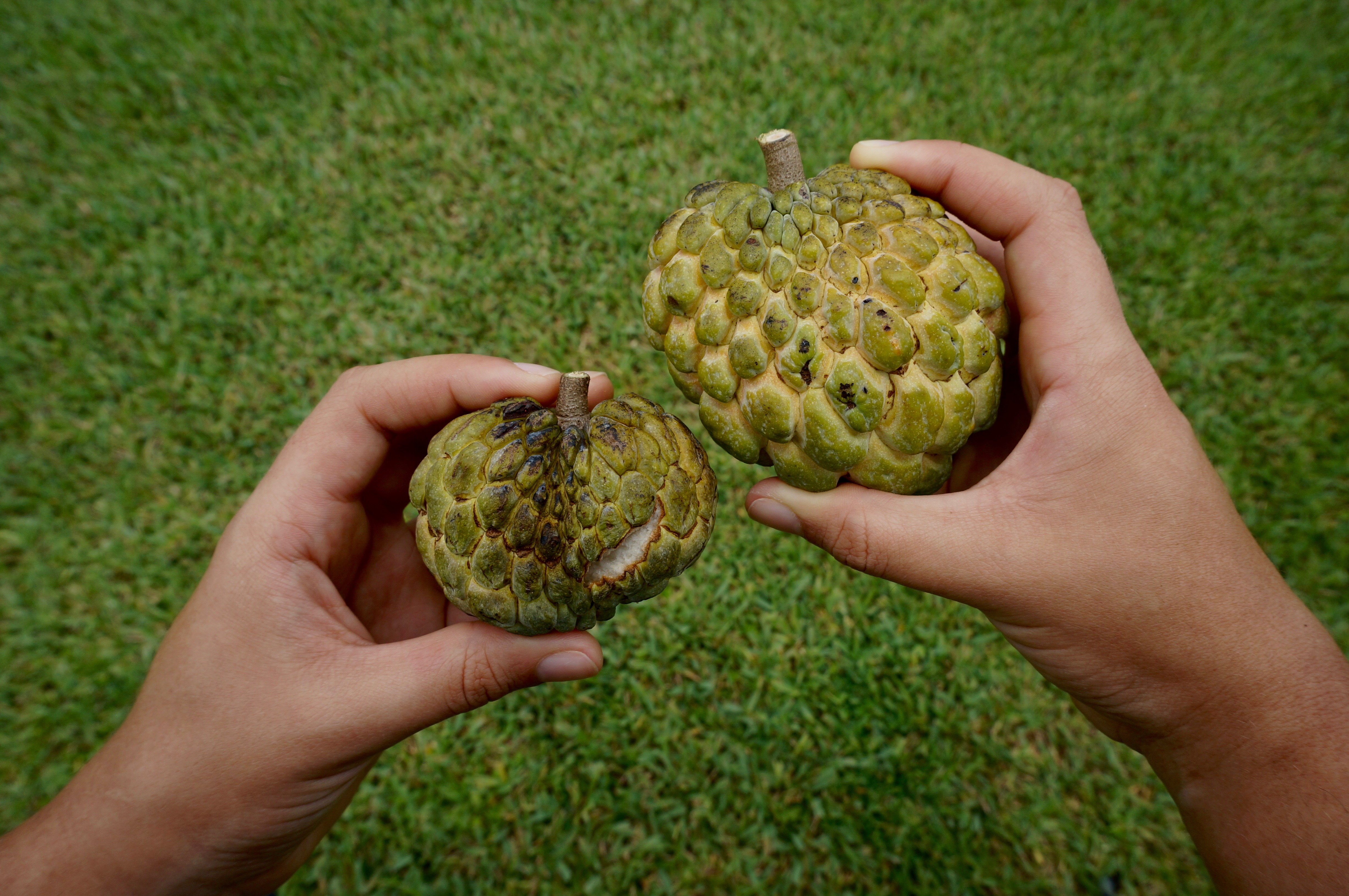 A large and small sugar apple.