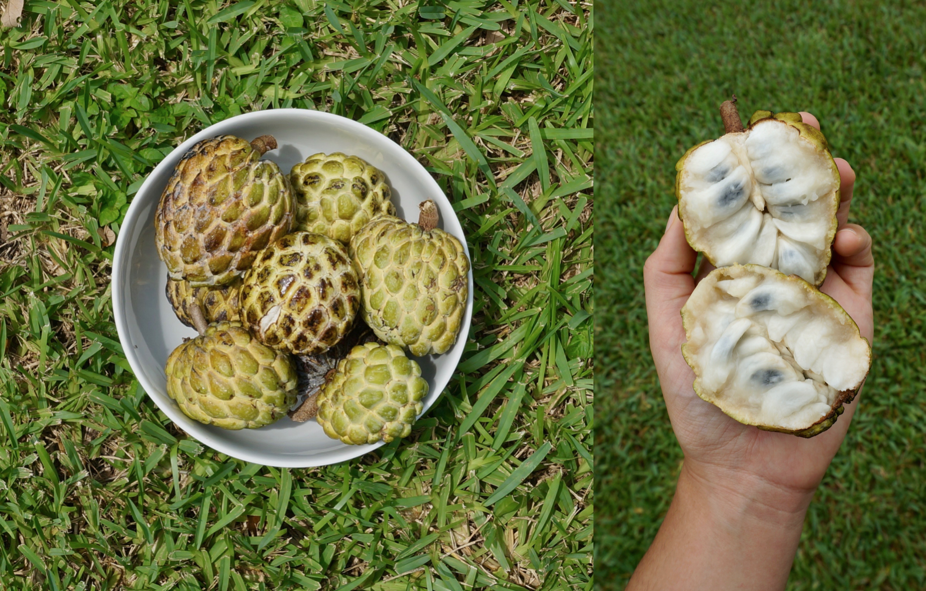 Ripe sugar apples in a bowl and one opened sugar apple in hand.