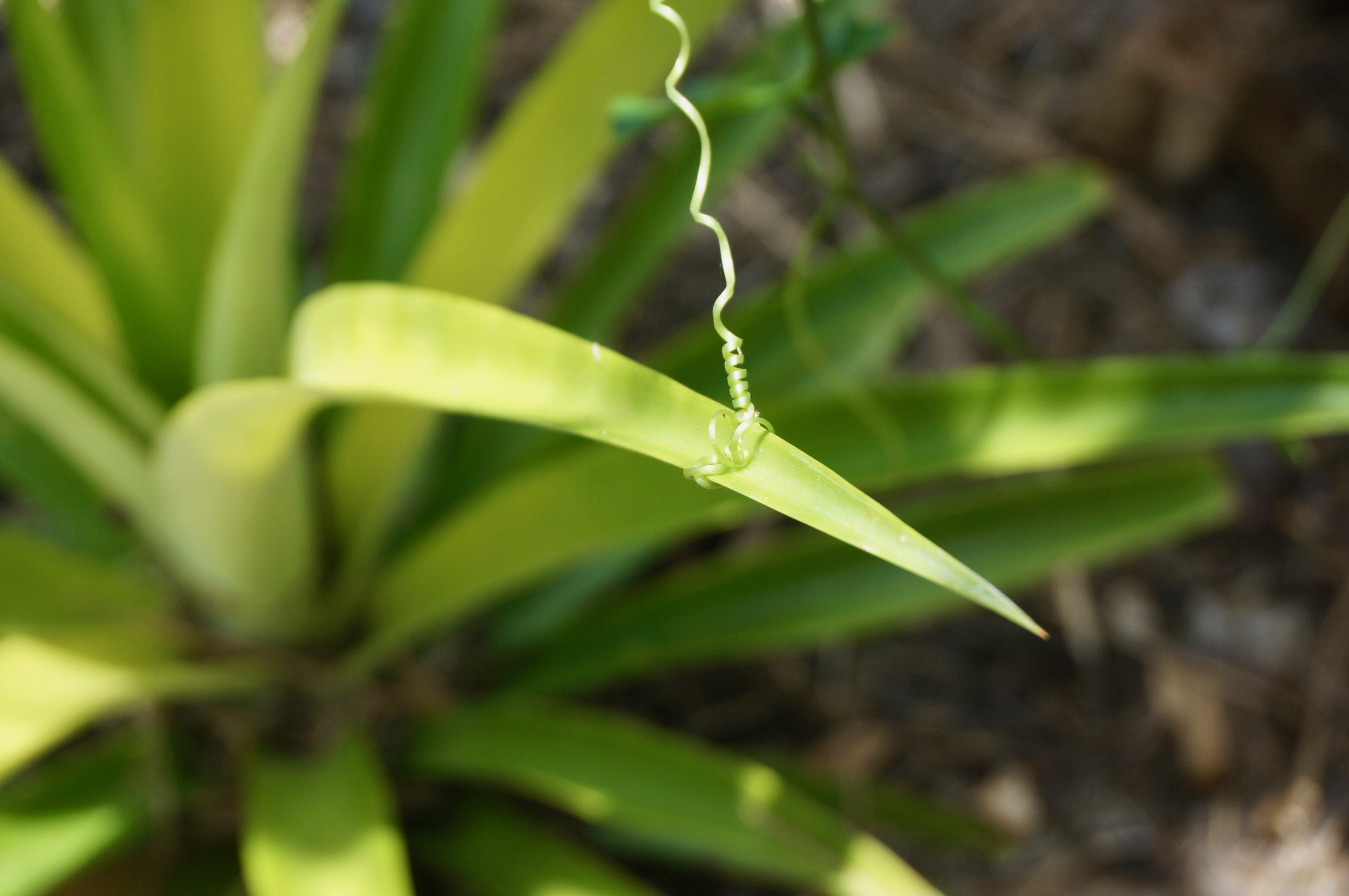 Tindora/ivy gourd tendril curled around pineapple leaf.