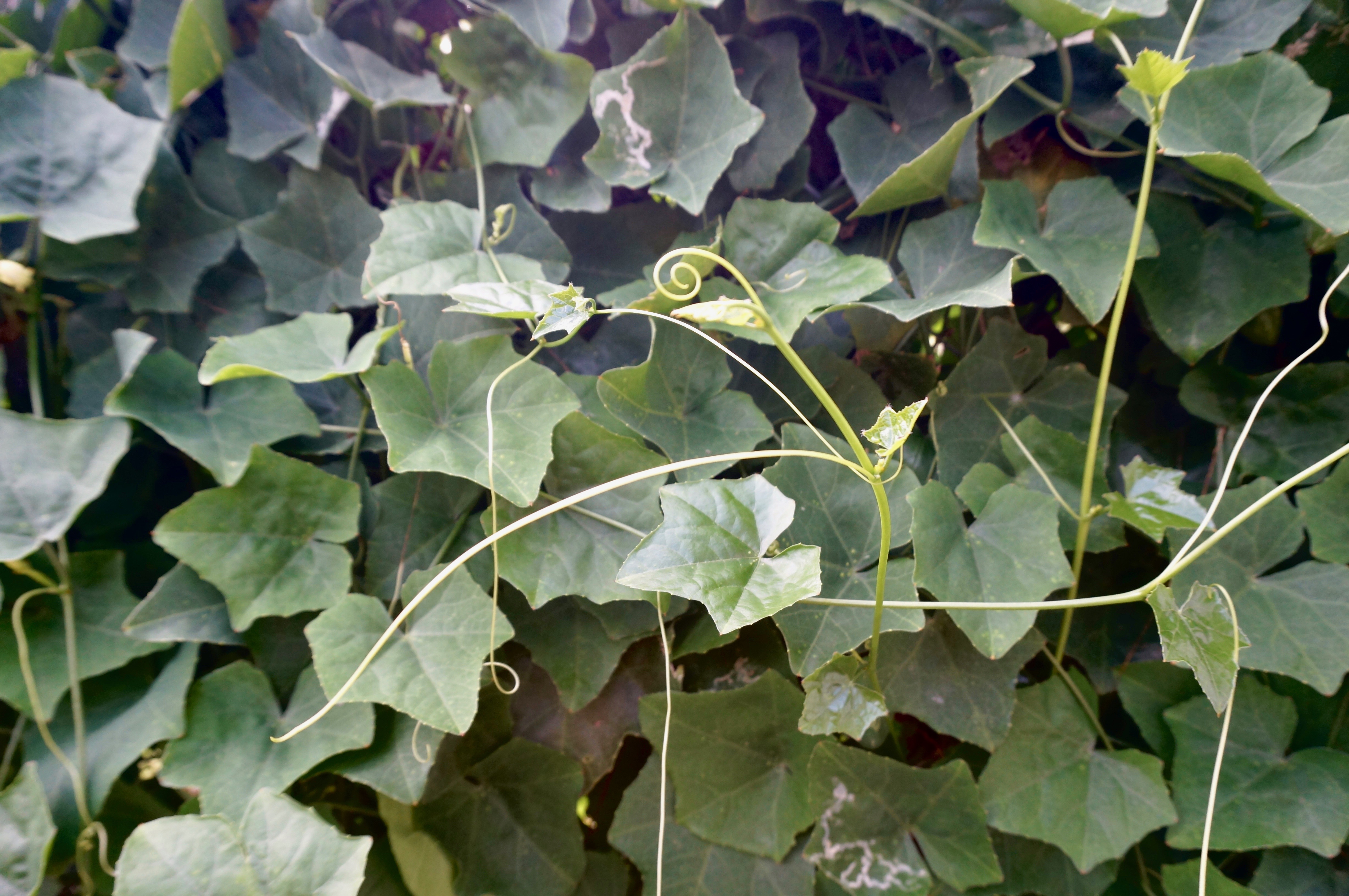 Tindora/ivy gourd shoot with tendrils.