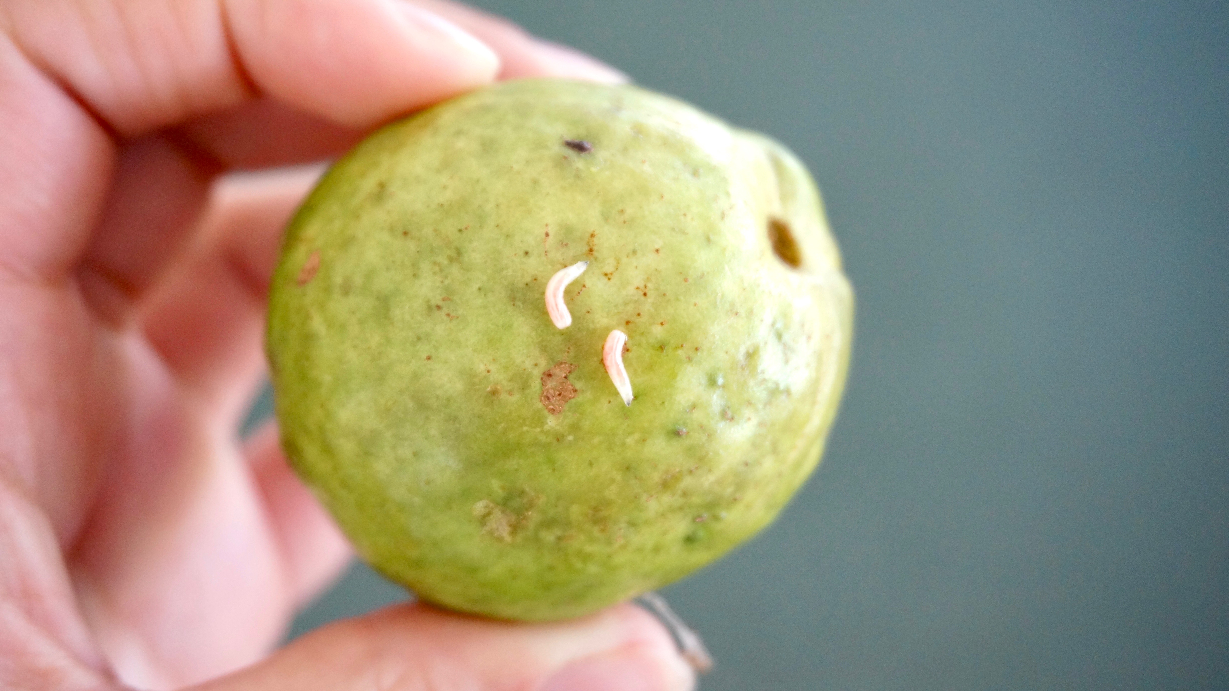 The Caribbean fruit fly on top of a guava.