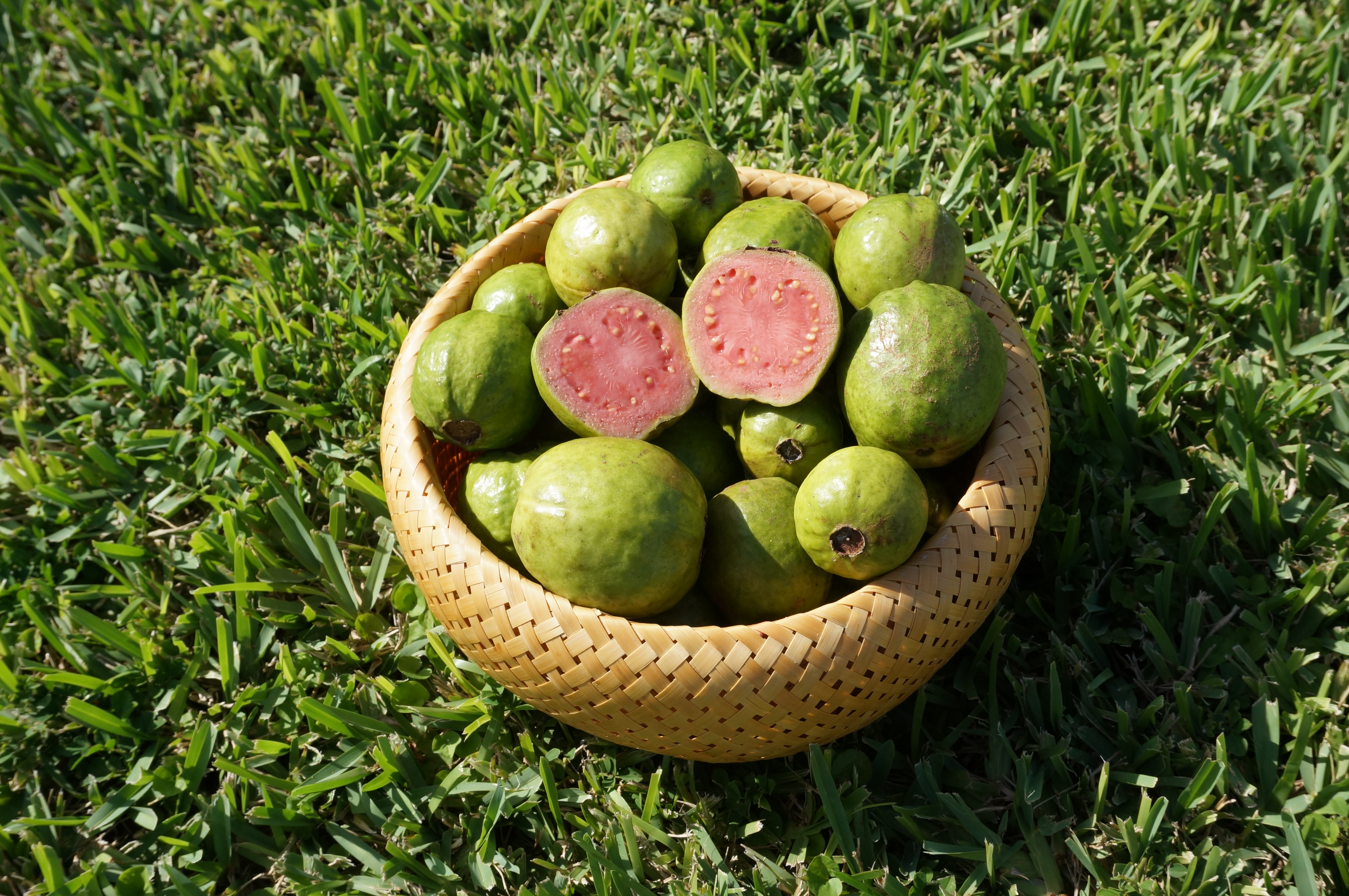 Basket filled with ripe guavas. 