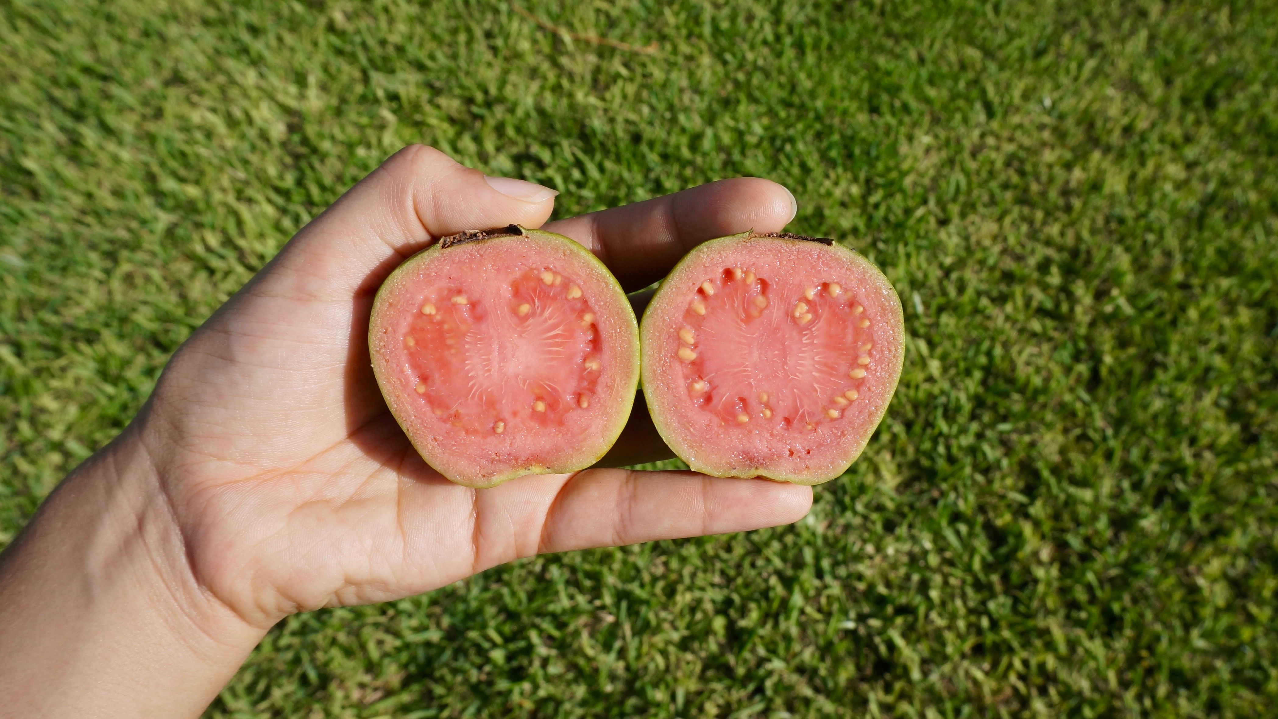 Guava sliced in half.