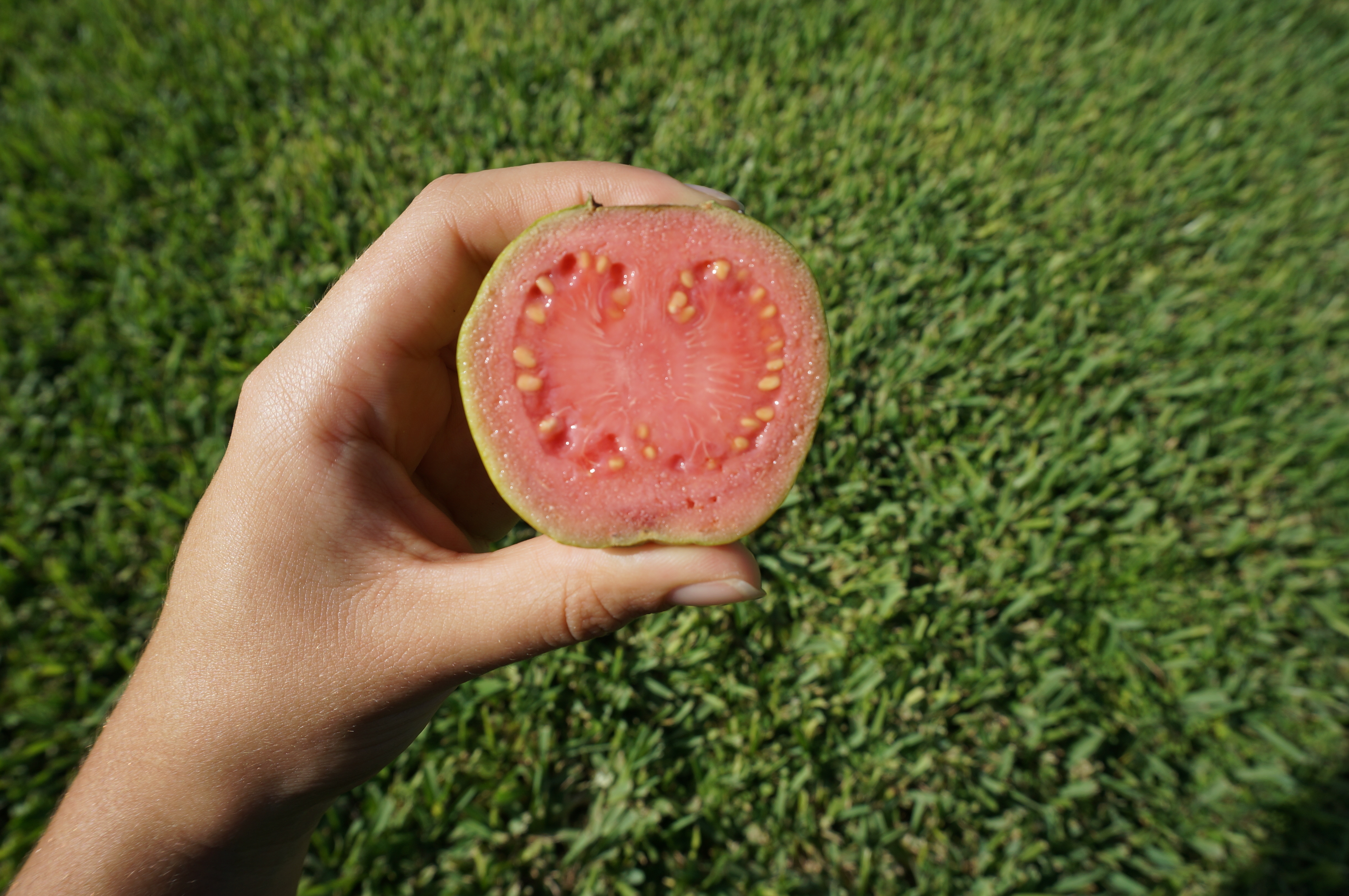 Half of a guava showing the fruits form.