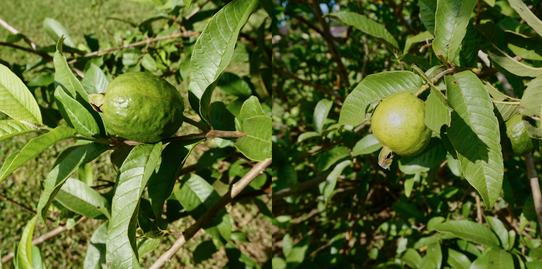 A underripe guava and a ripe guava.