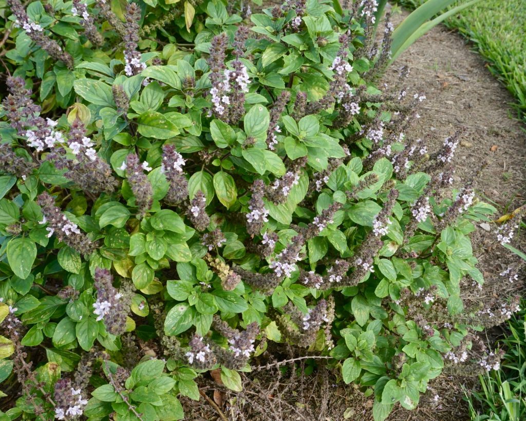 African Blue Basil Ocimum kilimandscharicum x basilicum Dark