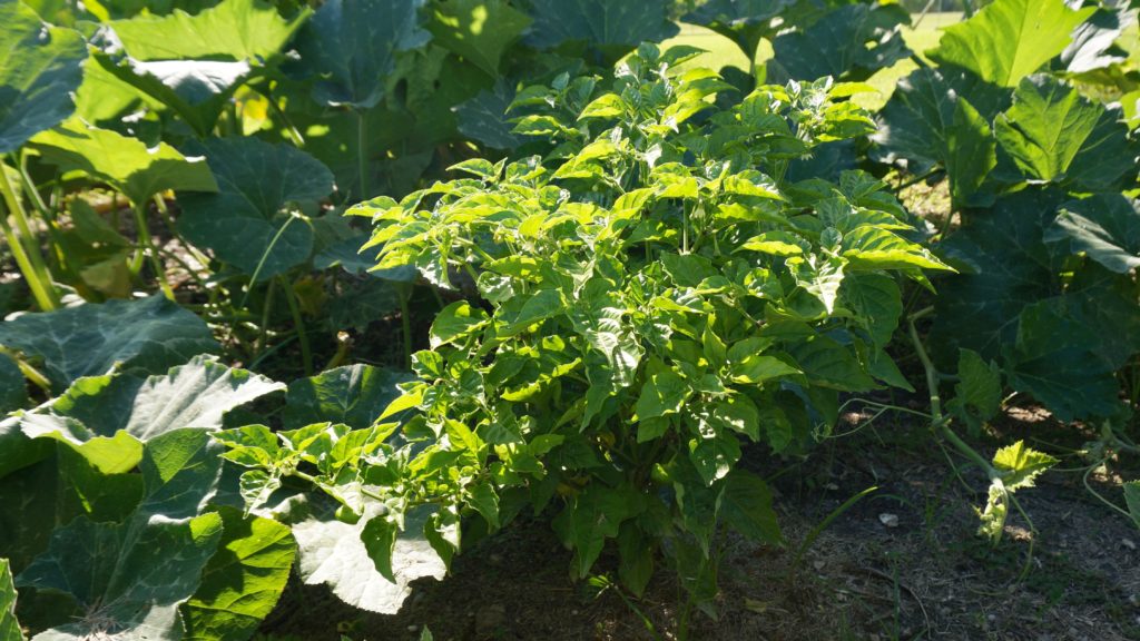 Ají Cachucha - Capsicum chinense | Our Tropical Soil