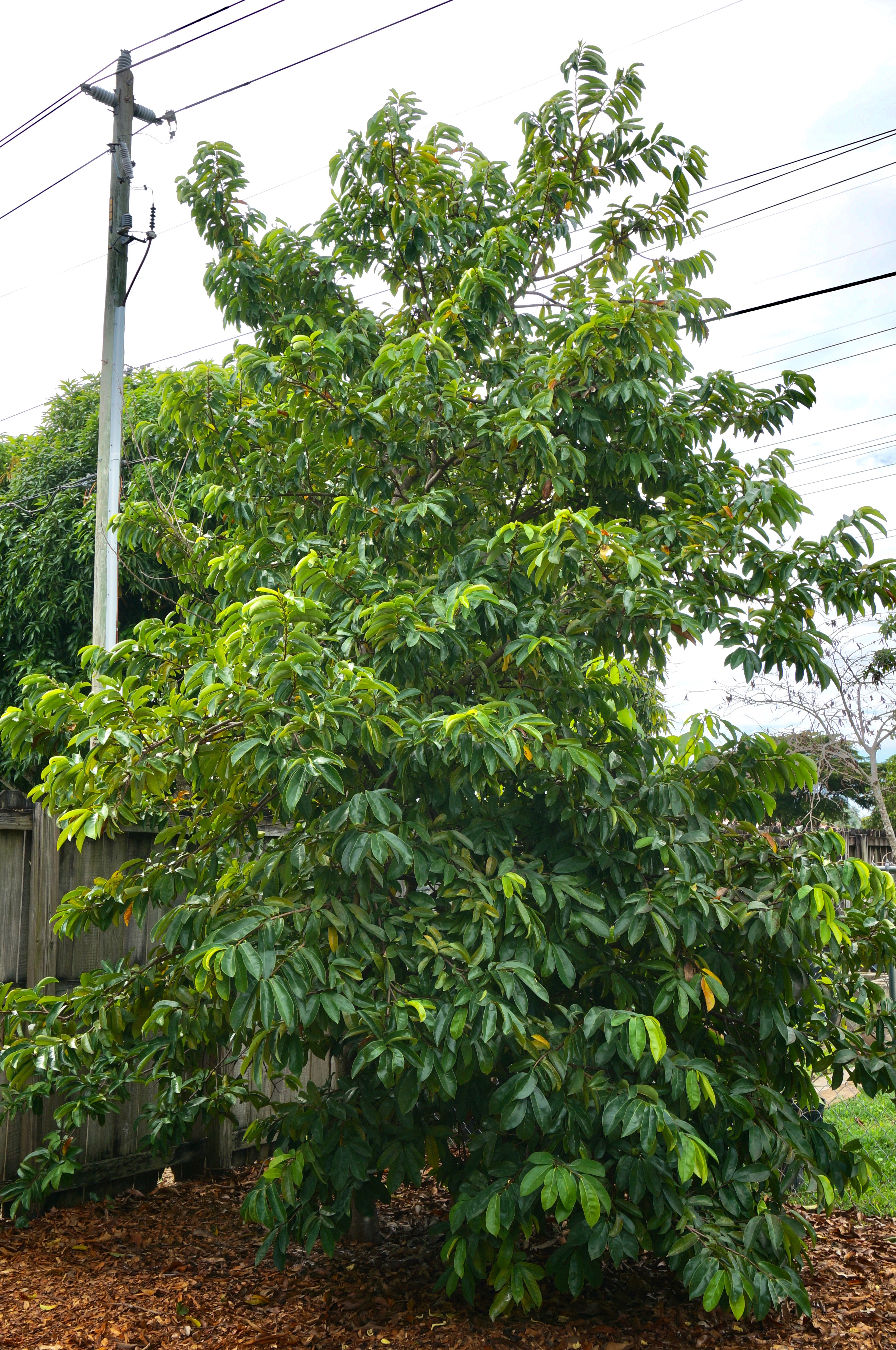 ~SOURSOP~ Annona muricata FRUIT TREE Guanabana NOT BareRoot 18-24+in Pot'd Plant 