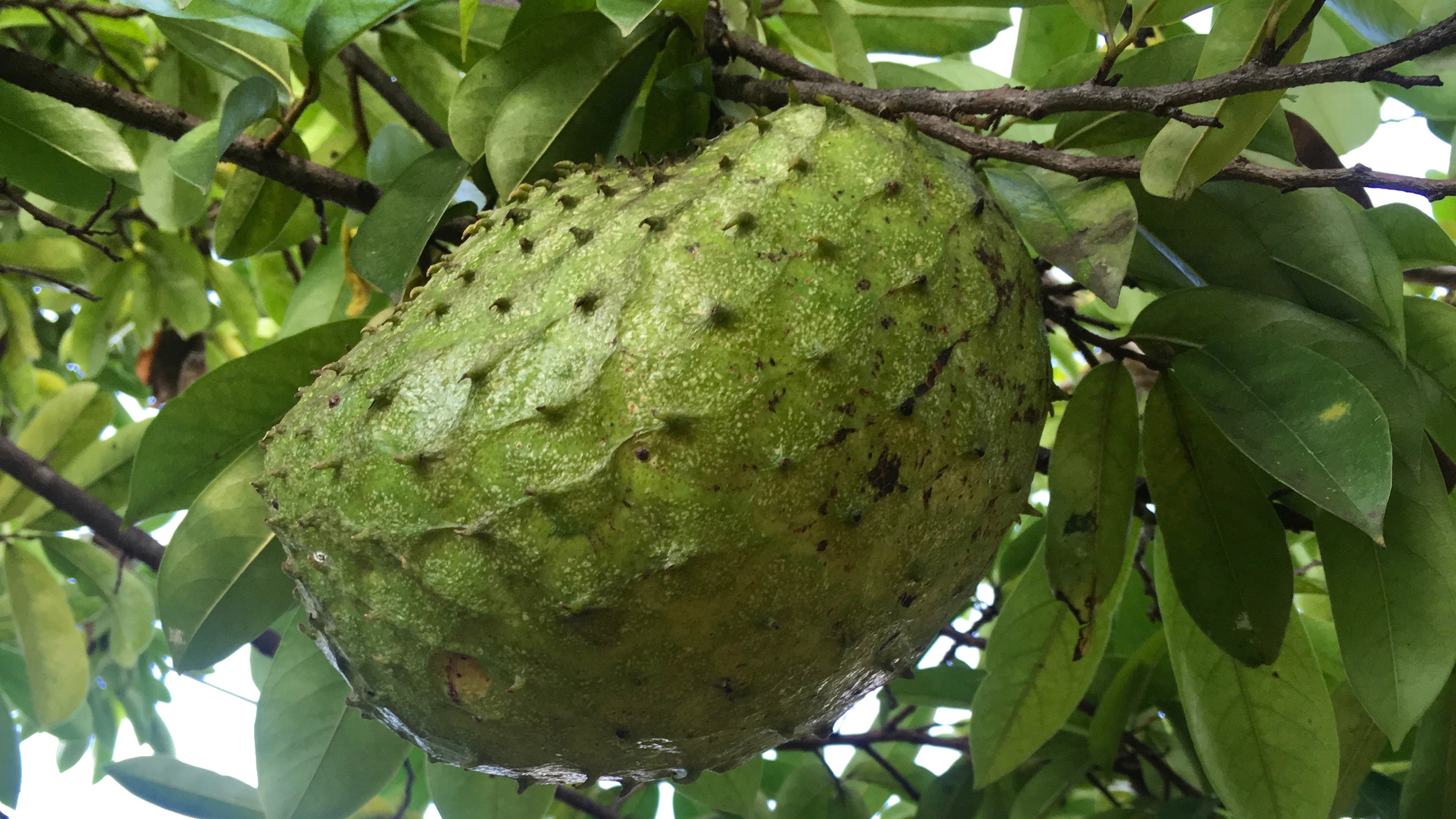 A large soursop on the tree.