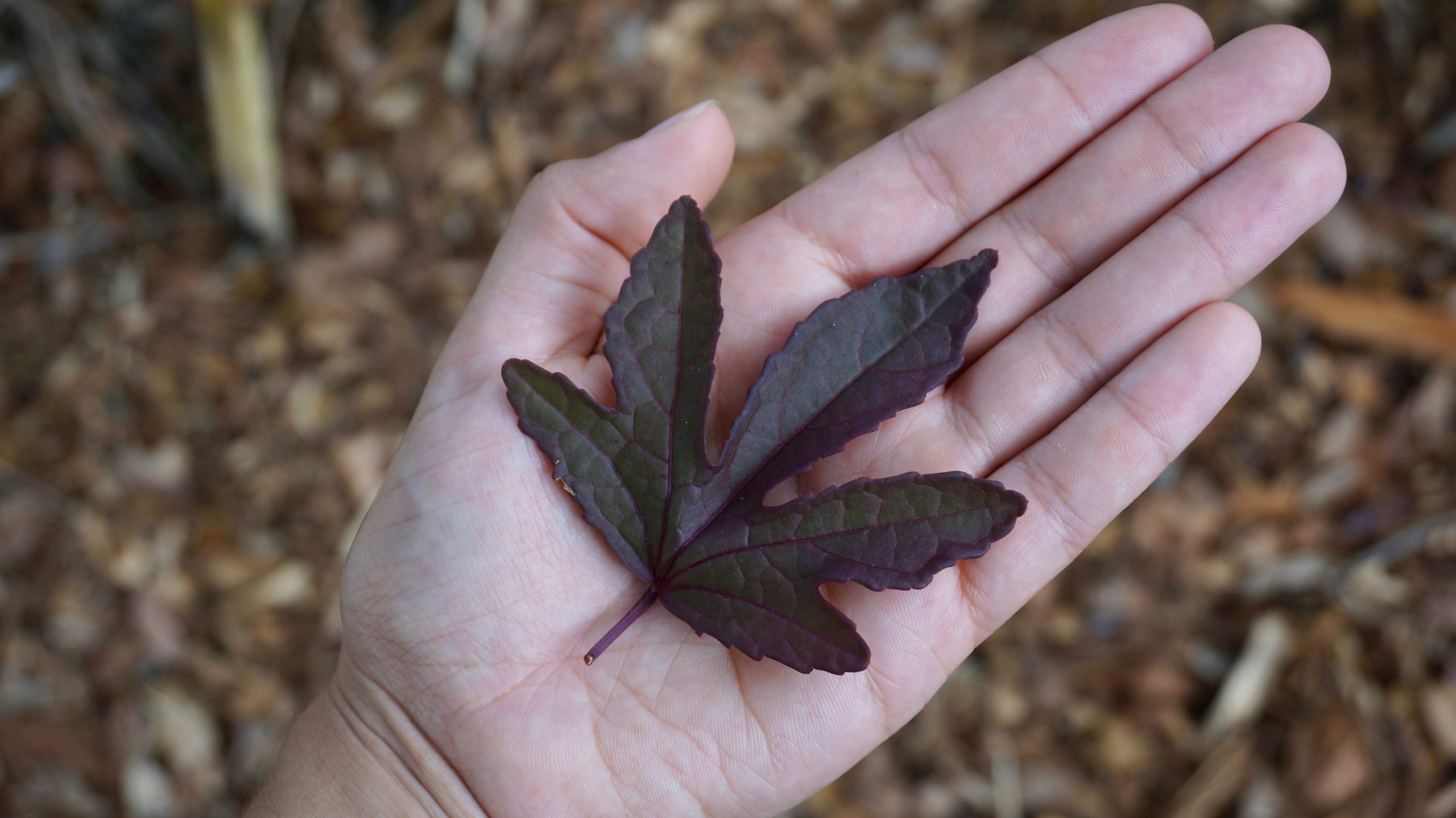 Leaf of the cranberry hibiscus.