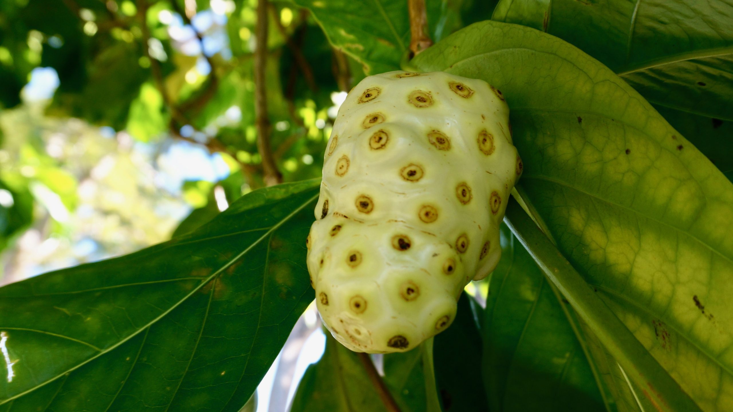 Noni fruit that is ready to harvest.