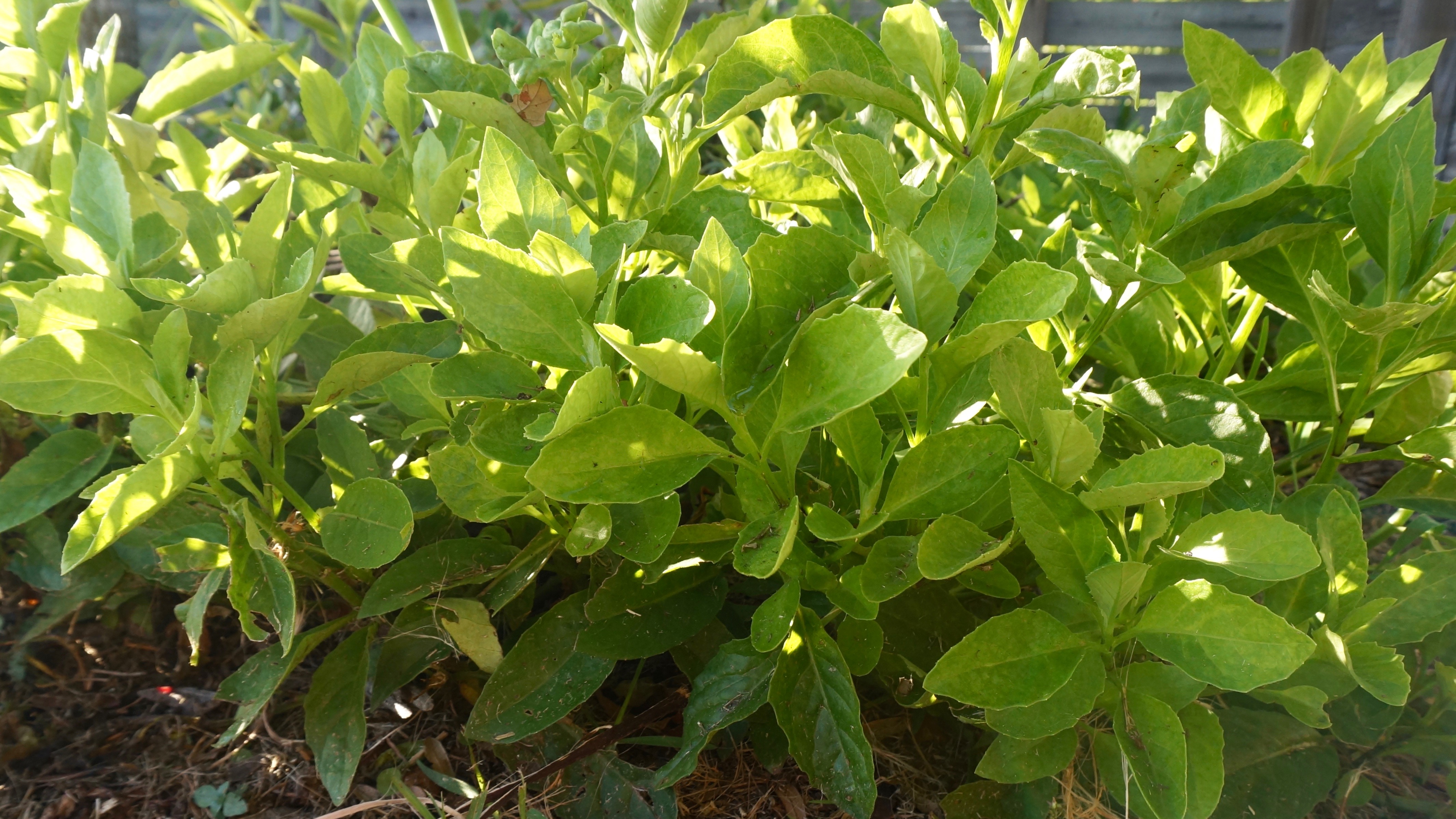 Longevity Spinach Gynura procumbens Plant Profiles Our Tropical Soil