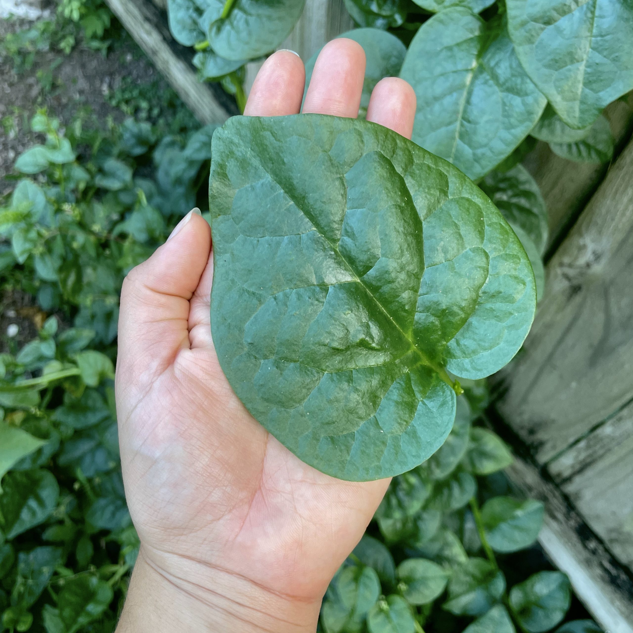 Green Malabar Spinach Seeds – Ceylon / Mồng Tơi, 2025 Season, USA Seller, Climbing Annual